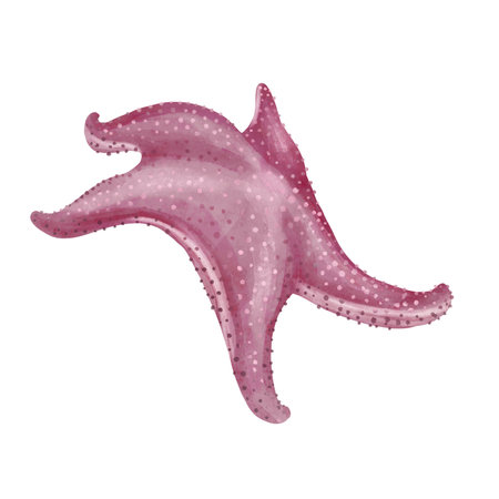 Starfish watercolor painting isolated on white background. Watercolor illustration , sea animal drawing.の写真素材