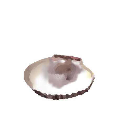 watercolour hand drawn different oysters isolated on white background.の写真素材