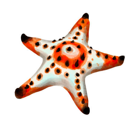 Starfish watercolor painting isolated on white background. Watercolor illustration , sea animal drawing.の写真素材