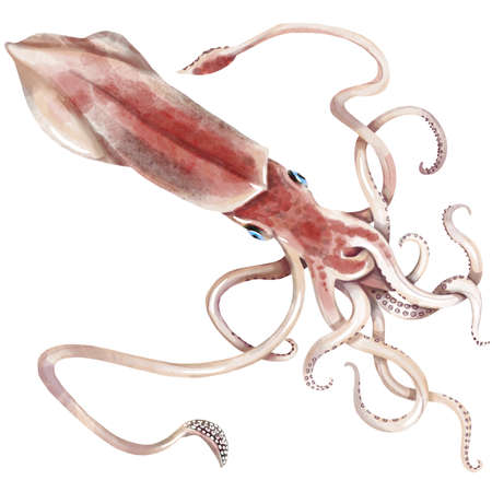 Watercolor hand drawn squid. Isolated seafood illustration on white backgroundの写真素材