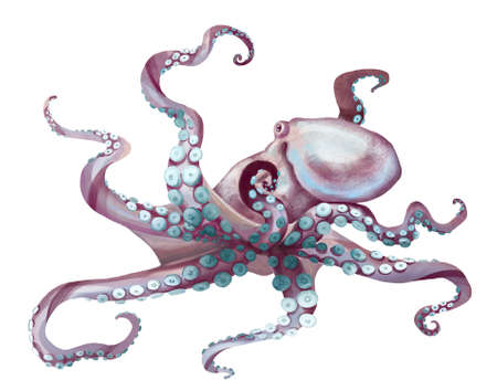 watercolor octopus. Sea pulpa, devilish with tentacles illustration is isolated on a white backgroundの素材 [FY310173676037]