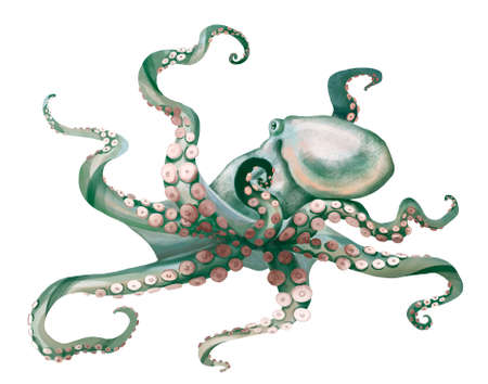 watercolor octopus. Sea pulpa, devilish with tentacles illustration is isolated on a white backgroundの写真素材
