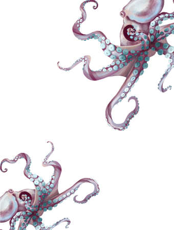 watercolor octopus. Sea pulpa, devilish with tentacles illustration is isolated on a white backgroundの写真素材