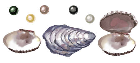 Watercolor set of seashells and pearls isolated on white backgroundの写真素材
