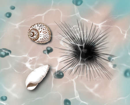 Watercolor Coast. clear water, shells, starfish and sea urchin realisticの写真素材