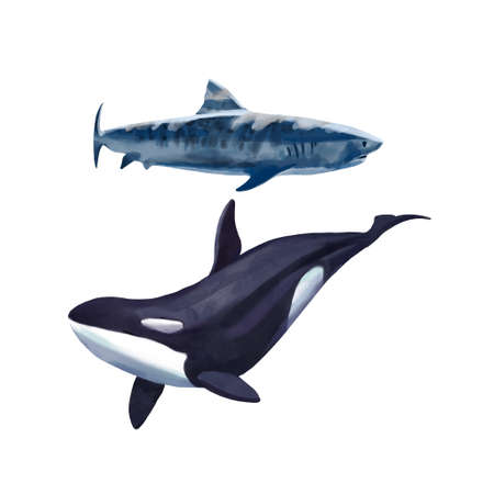 Watercolor killer whale and shark. Isolated illustration or white backgroundの写真素材