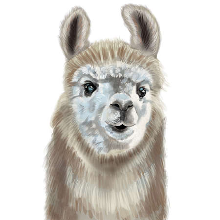 Watercolor portrait of alpaca. Realistic illustration. Cute llamaの写真素材