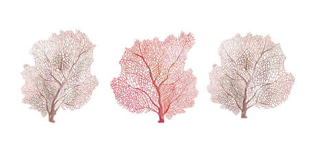 Watercolor set of beige coral. Isolated of white backgroundの写真素材
