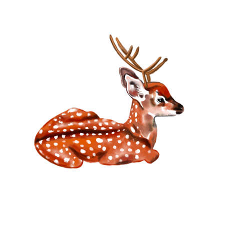 Watercolor deer with horns. The baby deer lies isolated on a white backgroundの写真素材
