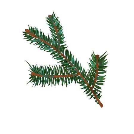 Watercolor spruce branch. A branch of a Christmas tree. Watercolor illustration on a white backgroundの写真素材