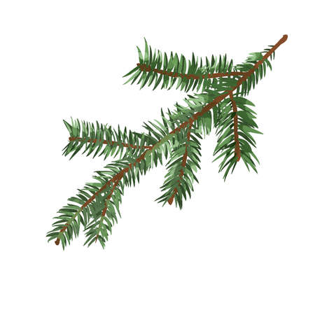 Watercolor spruce branch. A branch of a Christmas tree. Watercolor illustration on a white backgroundの写真素材