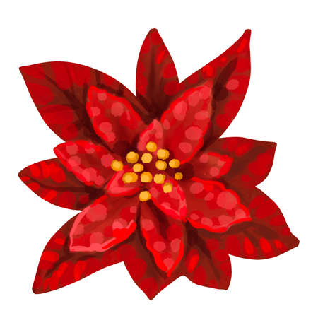 Watercolor Poinsettia. Christmas star. Christmas flower isolated on a white backgroundの写真素材