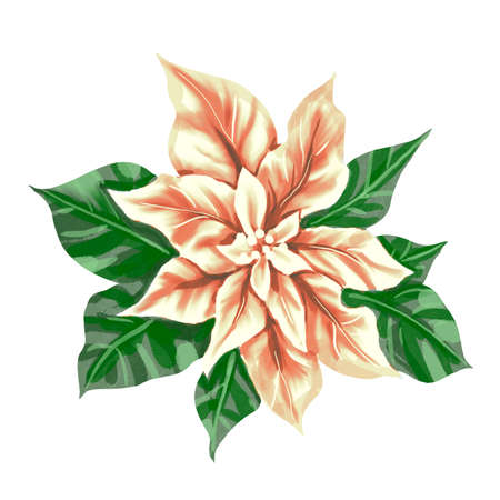 Watercolor Poinsettia. Christmas star. Christmas flower isolated on a white backgroundの写真素材