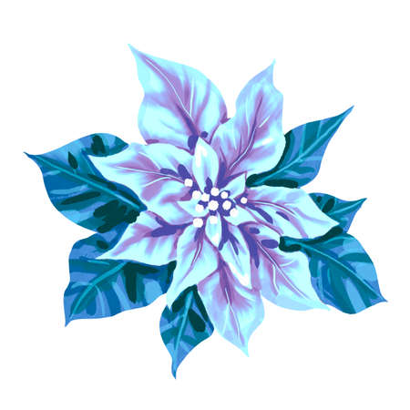 Watercolor Poinsettia. Christmas star. Christmas flower isolated on a white backgroundの写真素材