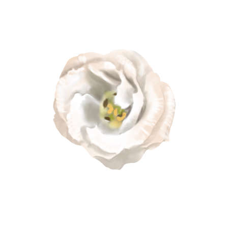 Watercolor is white Eustoma or Lisianthus. flower compositionの写真素材