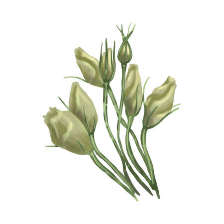 Watercolor is white Eustoma or Lisianthus. flower compositionの写真素材