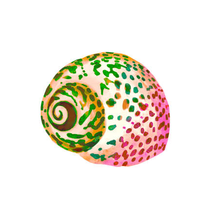 watercolor illustration of rainbow-colored shell. Bright seashellsの写真素材