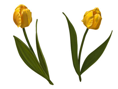 Watercolor realistic yellow tulips. Illustration on a white background.の写真素材