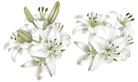 Watercolor realistic white lilies. Illustration of a bouquet of liliesの写真素材