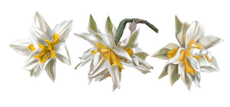 Watercolor terry daffodils. Illustration of a white daffodil. white-yellow flower realisticの写真素材