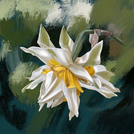 Watercolor terry daffodils. Illustration of a white daffodil. white-yellow flower realisticの写真素材