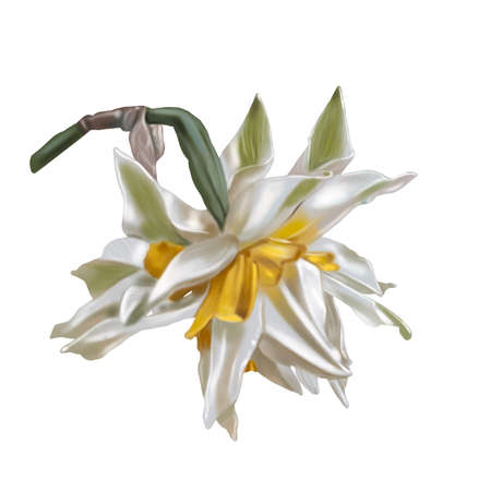 Watercolor terry daffodils. Illustration of a white daffodil. white-yellow flower realisticの写真素材