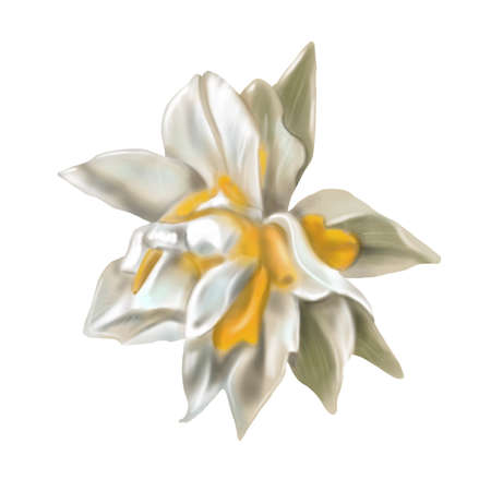 Watercolor terry daffodils. Illustration of a white daffodil. white-yellow flower realisticの写真素材