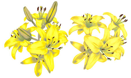Watercolor yellow bright lilies. Bouquet of yellow lilies isolated on a white backgroundの写真素材
