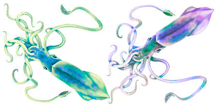 The watercolor set is a bright squid. multicolored squid isolated on a white background.の写真素材