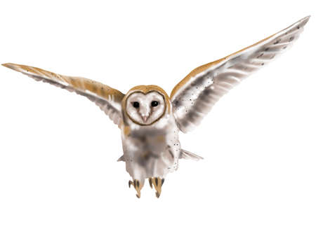 Watercolor flying owl barn owl. A realistic illustration of an owl. White bird with beige wings and head nocturnal birdの写真素材