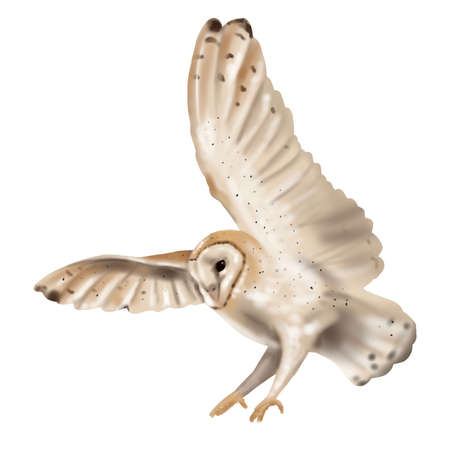 Watercolor flying owl barn owl. A realistic illustration of an owl. White bird with beige wings and head nocturnal birdの写真素材
