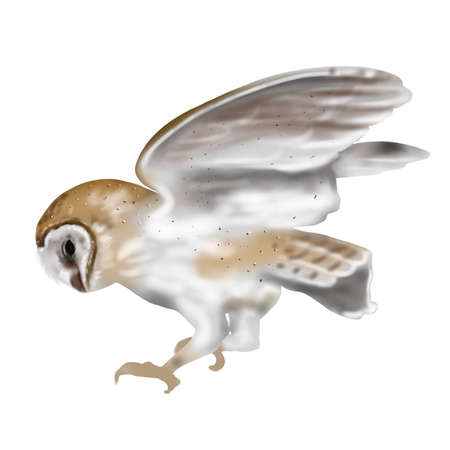 Watercolor flying owl barn owl. A realistic illustration of an owl. White bird with beige wings and head nocturnal birdの写真素材