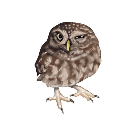 Watercolor illustration of an owl small. Northern pygmy owl. winks sweet. Realistic image.の写真素材