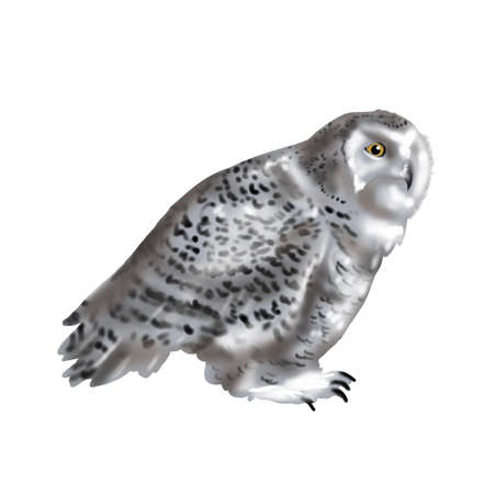 Watercolor illustration of a polar owl. Realistic owl is white with yellow eyes. Nuctea scandiaca, Snowy owlの写真素材