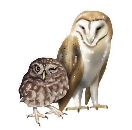 Watercolor illustration of an owl small. Northern pygmy owl and barn owl. winks sweet. Realistic image.の写真素材