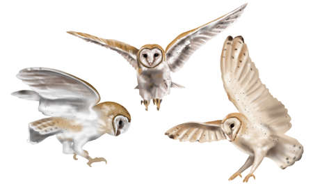 Watercolor set flying owl barn owl. A realistic illustration of an owl. White bird with beige wings and head nocturnal birdの写真素材