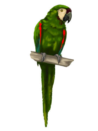 Chestnut-fronted macaw. Green macaw watercolor illustration. Realistic birdの写真素材