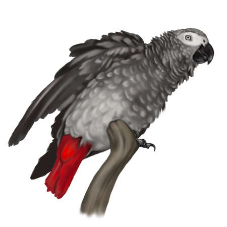 Grey parrot. Grey and red parrot watercolor illustration. Realistic birdの写真素材