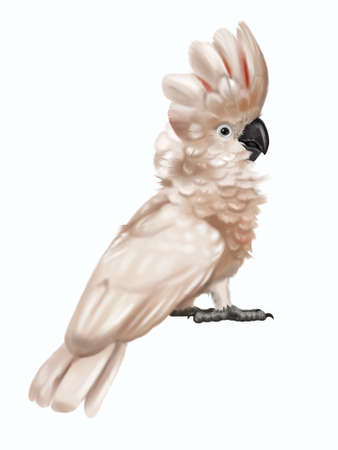 White cockatoo Pink. Moluccan watercolor illustration. Realistic birdの写真素材