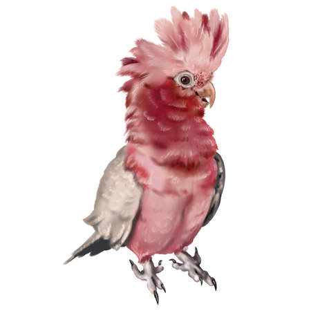 Galah. Pink parrot watercolor illustration. Realistic birdの写真素材