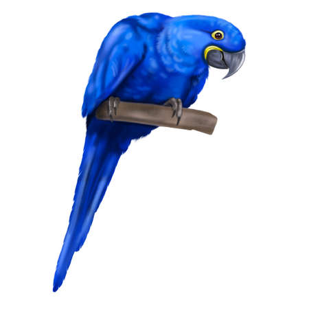 Hyacinth macaw. Blue macaw watercolor illustration. Realistic birdの写真素材