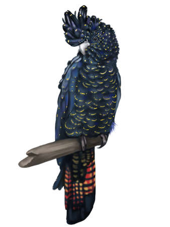 Red-tailed black cockatoo. Female parrot. watercolor illustration. Realistic birdの写真素材