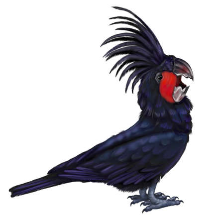 Palm cockatoo. Big black parrot. watercolor illustration. Realistic birdの写真素材
