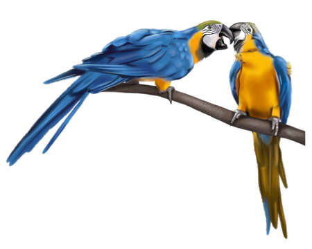 Blue-and-yellow macaw. macaw watercolor illustration. Realistic birdの写真素材