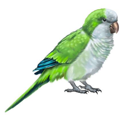 monk parakeet. Green Quaker parrot watercolor illustration. Realistic birdの写真素材