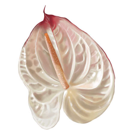 white anthurium with a pink edge. Watercolor realistic illustration of a flower. beautiful anthuriumの写真素材