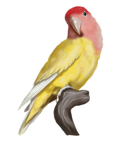 watercolor parrot. a yellow lovebird with a red head. Watercolor illustration of a bird. realistic parrotの写真素材