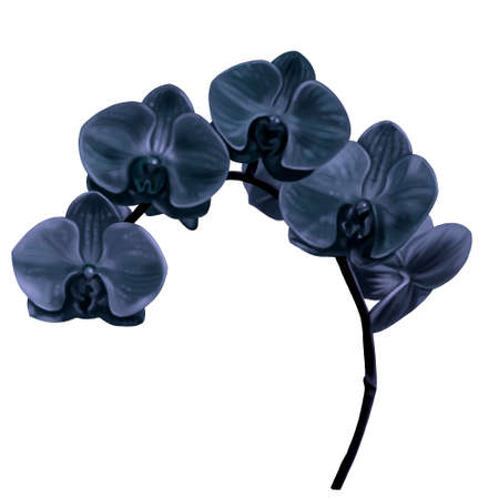 watercolor black orchid. Phalaenopsis is a realistic tropical flower. isolated illustrationの写真素材