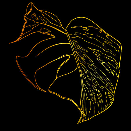 golden linear art. Golden Monstera. Graphic illustration on a black backgroundの写真素材