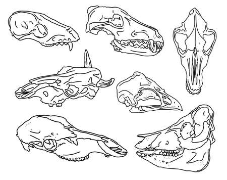 Graphical set. animal skulls linear art.の写真素材